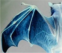 Photograph of a real bat (closeup of one wing).