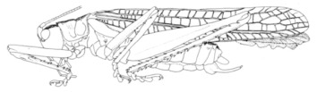 A line drawing of a Katydid