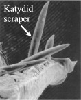 Microscope photograph of the Katydid's scrapers which are drawn across the file to generate ultrasound.